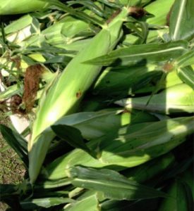 Freshly harvested corn cobs on ground.