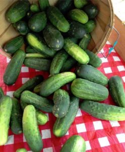 Fresh cucumbers spilled from basket on checkered tablecloth.