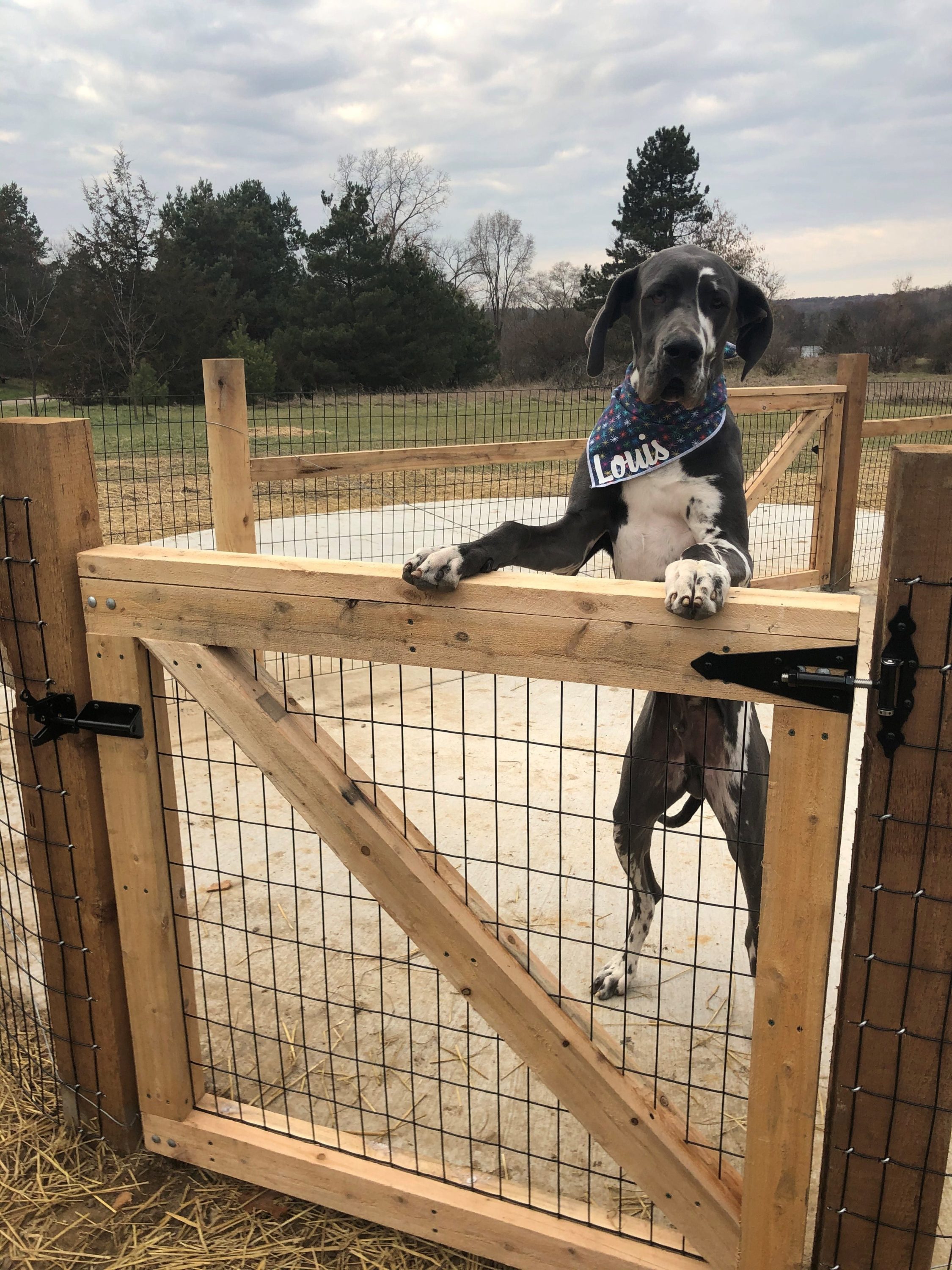Great Dane named Louis rests on wooden gate outdoors